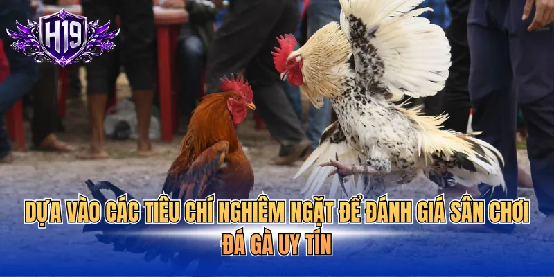Dựa vào các tiêu chí nghiêm ngặt để đánh giá sân chơi đá gà uy tín