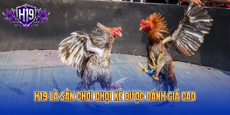 H19 là sân chơi chọi kê được đánh giá cao